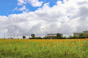 いちのえだ田園フラワー　ひまわり　7月　夏の花　岐阜県羽島市の観光・撮影スポットの画像と写真
