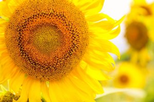 いちのえだ田園フラワー　ひまわり　7月　夏の花　岐阜県羽島市の観光・撮影スポットの画像と写真