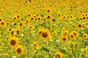いちのえだ田園フラワー　ひまわり　7月　夏の花　岐阜県羽島市の観光・撮影スポットの画像と写真