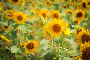 いちのえだ田園フラワー　ひまわり　7月　夏の花　岐阜県羽島市の観光・撮影スポットの画像と写真