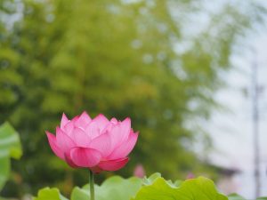ハス祭り　花池児童遊園　愛知県刈谷市の観光・撮影スポットの画像と写真