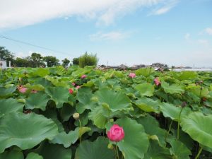 ハス祭り　花池児童遊園　愛知県刈谷市の観光・撮影スポットの画像と写真