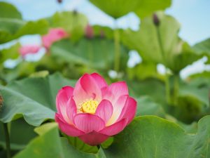 ハス祭り　花池児童遊園　愛知県刈谷市の観光・撮影スポットの画像と写真