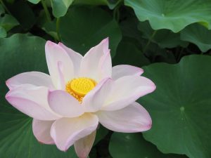 ハス祭り　花池児童遊園　愛知県刈谷市の観光・撮影スポットの画像と写真