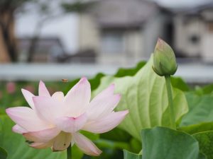ハス祭り　花池児童遊園　愛知県刈谷市の観光・撮影スポットの画像と写真