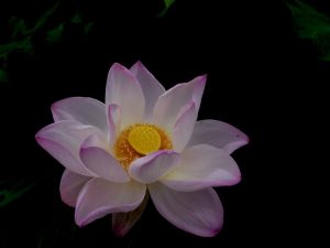 ハス祭り　花池児童遊園　愛知県刈谷市の観光・撮影スポットの画像と写真