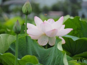 ハス祭り　花池児童遊園　愛知県刈谷市の観光・撮影スポットの画像と写真