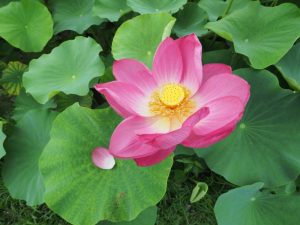 ハス祭り　花池児童遊園　愛知県刈谷市の観光・撮影スポットの画像と写真