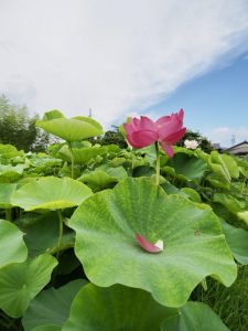 ハス祭り　花池児童遊園　愛知県刈谷市の観光・撮影スポットの画像と写真
