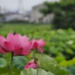ハス祭り　花池児童遊園　愛知県刈谷市の観光・撮影スポットの画像と写真
