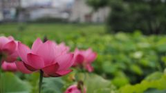 ハス祭り　花池児童遊園　愛知県刈谷市の観光・撮影スポットの画像と写真
