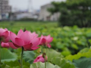 ハス祭り　花池児童遊園　愛知県刈谷市の観光・撮影スポットの画像と写真