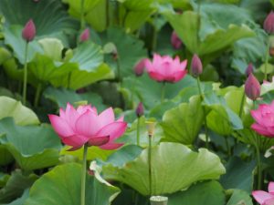 ハス祭り　花池児童遊園　愛知県刈谷市の観光・撮影スポットの画像と写真