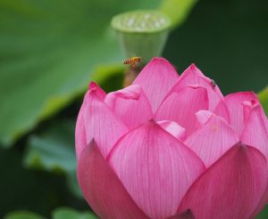 ハス祭り　花池児童遊園　愛知県刈谷市の観光・撮影スポットの画像と写真