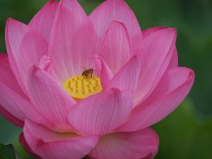 ハス祭り　花池児童遊園　愛知県刈谷市の観光・撮影スポットの画像と写真