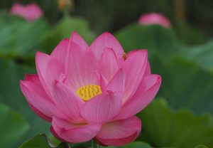 ハス祭り　花池児童遊園　愛知県刈谷市の観光・撮影スポットの画像と写真