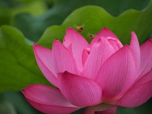 ハス祭り　花池児童遊園　愛知県刈谷市の観光・撮影スポットの画像と写真