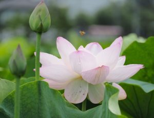 ハス祭り　花池児童遊園　愛知県刈谷市の観光・撮影スポットの画像と写真