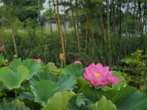 ハス祭り　花池児童遊園　愛知県刈谷市の観光・撮影スポットの画像と写真
