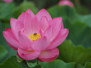 ハス祭り　花池児童遊園　愛知県刈谷市の観光・撮影スポットの画像と写真