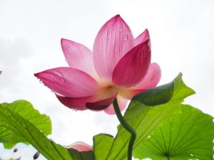 ハス祭り　花池児童遊園　愛知県刈谷市の観光・撮影スポットの画像と写真