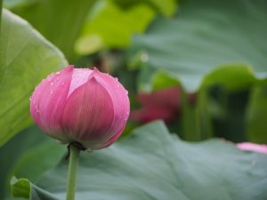 ハス祭り　花池児童遊園　愛知県刈谷市の観光・撮影スポットの画像と写真