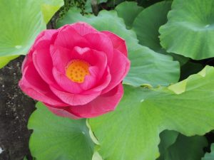 ハス祭り　花池児童遊園　愛知県刈谷市の観光・撮影スポットの画像と写真