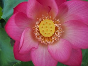 ハス祭り　花池児童遊園　愛知県刈谷市の観光・撮影スポットの画像と写真