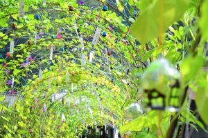 小渡夢かけ風鈴まつり、7月夏、愛知県豊田市の観光・撮影スポットの画像と写真　