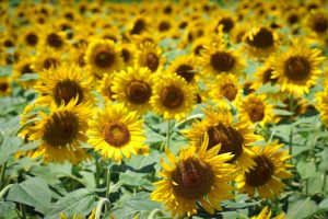 大垣ひまわり畑、8月夏の花、岐阜県大垣市の観光・撮影スポットの画像と写真