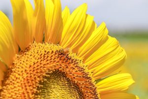 大垣ひまわり畑、8月夏の花、岐阜県大垣市の観光・撮影スポットの画像と写真