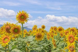 大垣ひまわり畑、8月夏の花、岐阜県大垣市の観光・撮影スポットの画像と写真