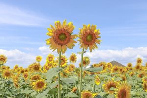 大垣ひまわり畑、8月夏の花、岐阜県大垣市の観光・撮影スポットの画像と写真