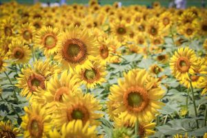 大垣ひまわり畑、8月夏の花、岐阜県大垣市の観光・撮影スポットの画像と写真　8月　夏の花　岐阜県大垣市の観光・撮影スポットの画像と写真