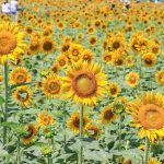 大垣ひまわり畑、8月夏の花、岐阜県大垣市の観光・撮影スポットの画像と写真