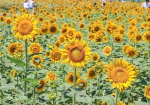 大垣ひまわり畑、8月夏の花、岐阜県大垣市の観光・撮影スポットの画像と写真
