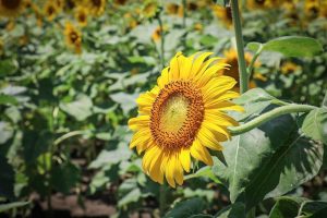 大垣ひまわり畑、8月夏の花、岐阜県大垣市の観光・撮影スポットの画像と写真