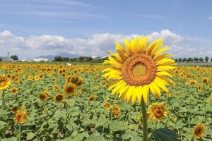 大垣ひまわり畑、8月夏の花、岐阜県大垣市の観光・撮影スポットの画像と写真