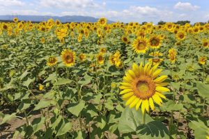 大垣ひまわり畑、8月夏の花、岐阜県大垣市の観光・撮影スポットの画像と写真