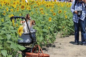大垣ひまわり畑、8月夏の花、岐阜県大垣市の観光・撮影スポットの画像と写真