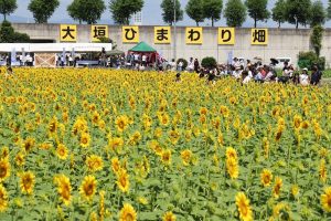 大垣ひまわり畑、8月夏の花、岐阜県大垣市の観光・撮影スポットの画像と写真
