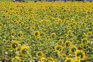 大垣ひまわり畑、8月夏の花、岐阜県大垣市の観光・撮影スポットの画像と写真