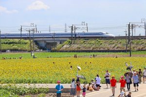 大垣ひまわり畑、8月夏の花、岐阜県大垣市の観光・撮影スポットの画像と写真