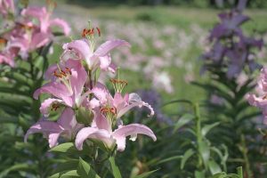 ダイナランド　ユリ園　8月　夏の花　岐阜県郡上市の観光・撮影スポットの画像と写真