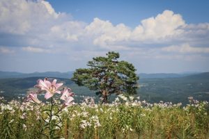ダイナランド　ユリ園　8月　夏の花　岐阜県郡上市の観光・撮影スポットの画像と写真