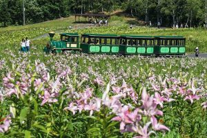 ダイナランド　ユリ園　8月　夏の花　岐阜県郡上市の観光・撮影スポットの画像と写真