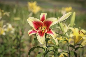 ダイナランド　ユリ園　8月　夏の花　岐阜県郡上市の観光・撮影スポットの画像と写真
