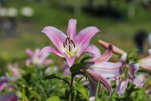 ダイナランド　ユリ園　8月　夏の花　岐阜県郡上市の観光・撮影スポットの画像と写真