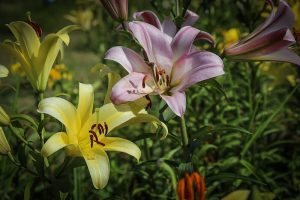 ダイナランド　ユリ園　8月　夏の花　岐阜県郡上市の観光・撮影スポットの画像と写真