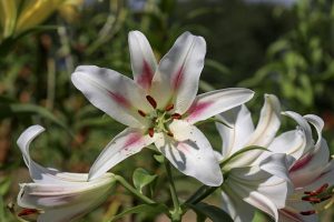 ダイナランド　ユリ園　8月　夏の花　岐阜県郡上市の観光・撮影スポットの画像と写真